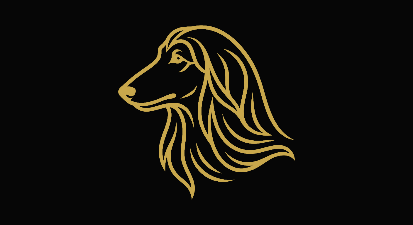 Sultan — Afghan Hound
