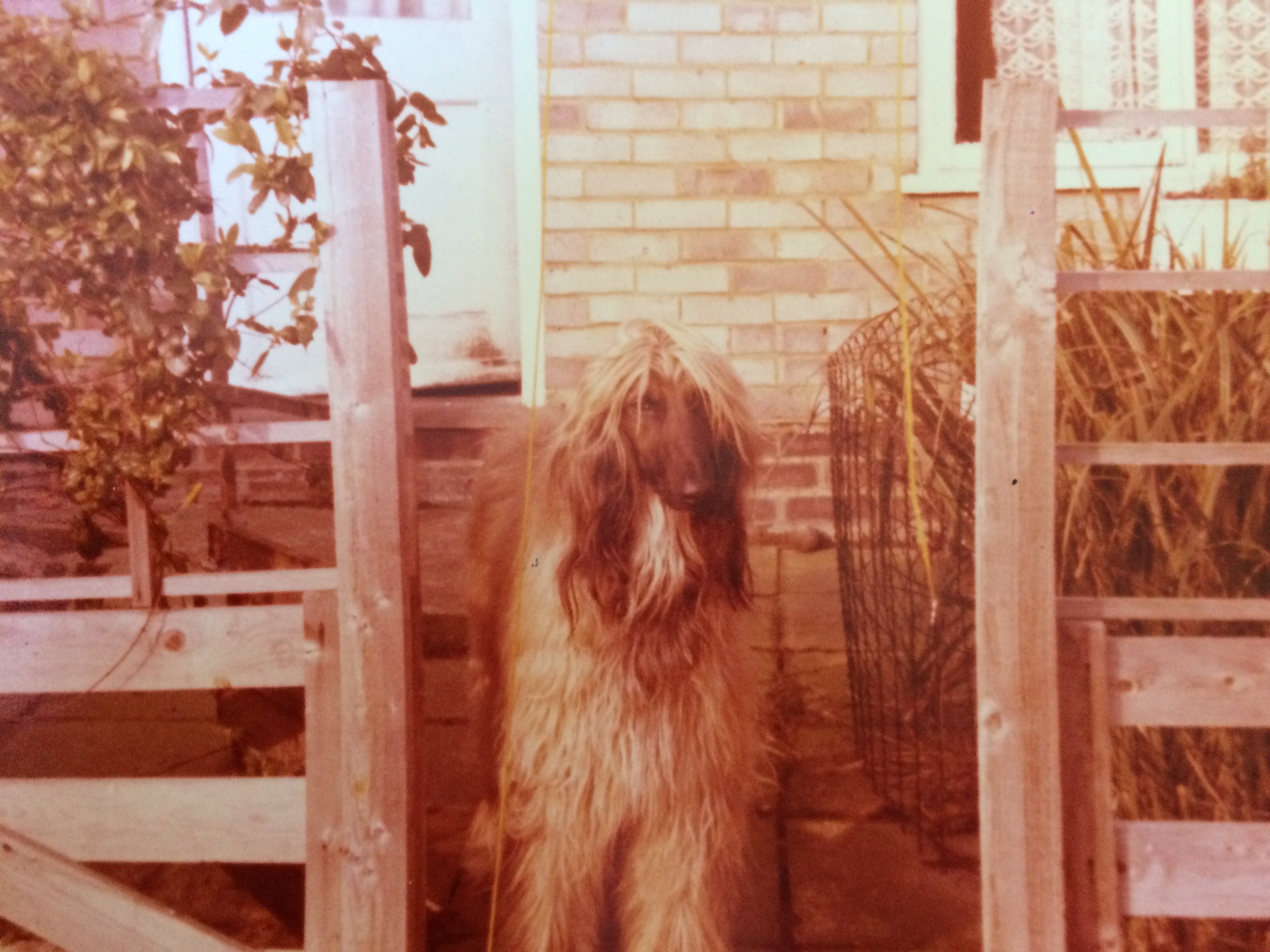 Sultan — Simon's Afghan Hound, 1980s